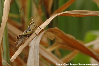 Giant GrasshopperAcanthacris ruficornis