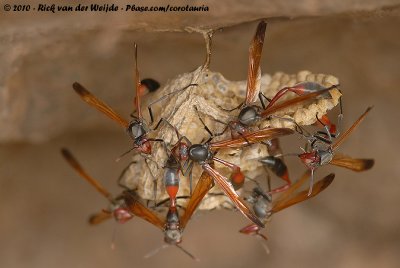 African Paper Wasp  (Belonogaster juncea)