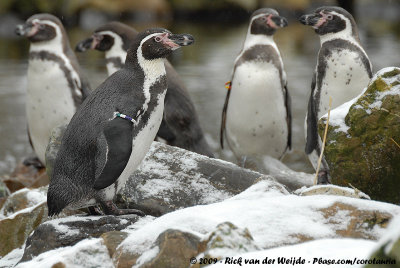 December 30, 2009: Aqua Zoo (NL)