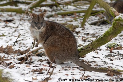 Parma Wallaby  (Parmawallabie)