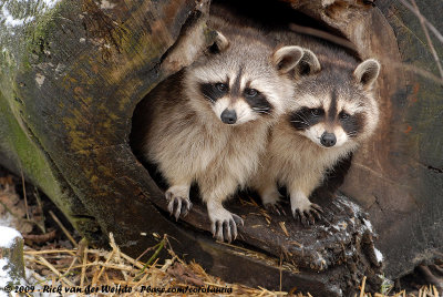 Raccoons  (Wasberen en Neusberen)