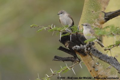 Pale FlycatcherAgricola pallidus griseus