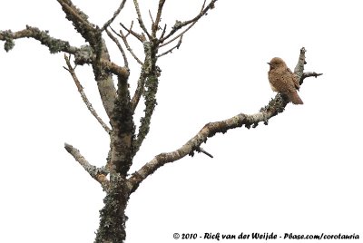 Red-Throated Wryneck  (Afrikaanse Draaihals)