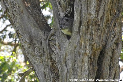 Eastern Tree HyraxDendrohyrax validus