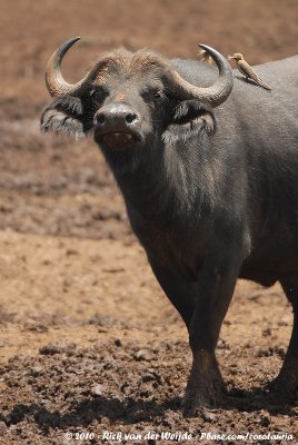 Cape BuffaloSyncerus caffer mathewsi