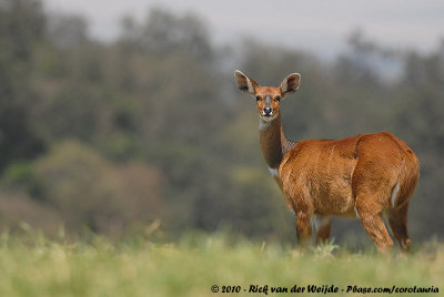 Bushbuck<br><i>Tragelaphus scriptus massaicus</i>