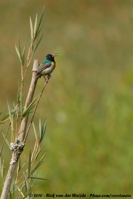 Northern Double-Collared Sunbird  (Preuss' Honingzuiger)