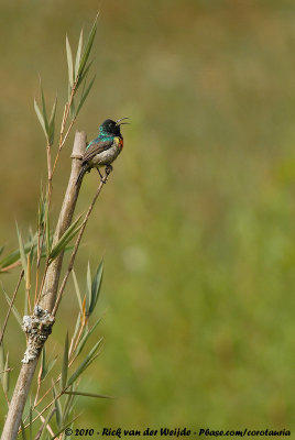 Northern Double-Collared SunbirdCinnyris preussi