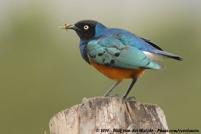 Superb StarlingLamprotornis superbus