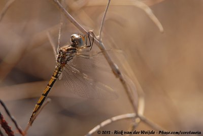 Red-Veined DropwingTrithemis arteriosa arteriosa