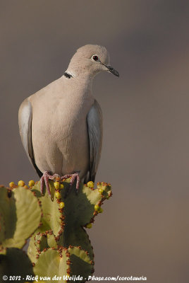 Eurasian Collared DoveStreptopelia decaocto decaocto