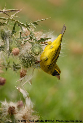 African CitrilCrithagra citrinelloides kikuyensis