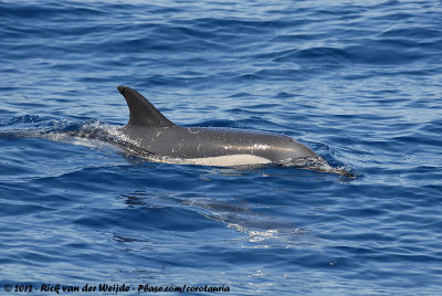 Common Dolphin  (Gewone Dolfijn)