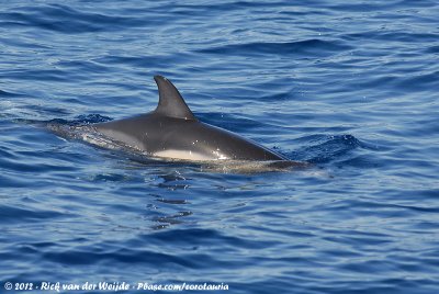 Common DolphinDelphinus delphis