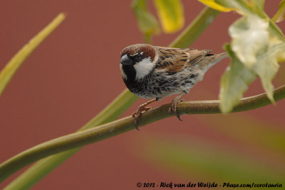 Spanish SparrowPasser hispaniolensis hispaniolensis