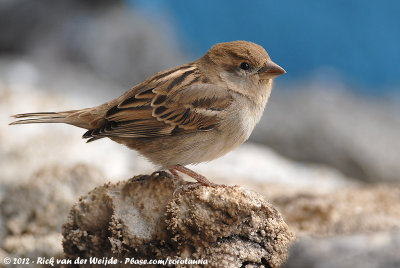 Spanish SparrowPasser hispaniolensis hispaniolensis