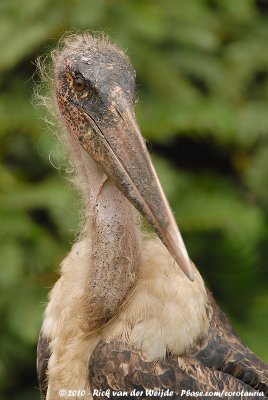 Marabou StorkLeptoptilos crumenifer