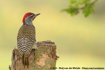 Nubian Woodpecker<br><i>Campethera nubica nubica</i>