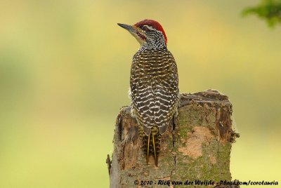 Nubian WoodpeckerCampethera nubica nubica