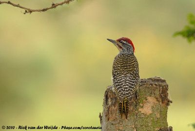 Nubian WoodpeckerCampethera nubica nubica