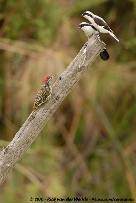 Grey-Backed FiscalLanius excubitoroides boehmi