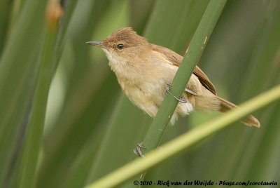 African Reed Warbler<br><i>Acrocephalus scirpaceus cinnamomeus</i>