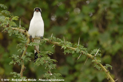 Grey-Backed FiscalLanius excubitoroides boehmi