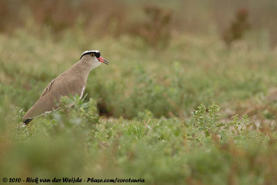 Crowned LapwingVanellus coronatus coronatus