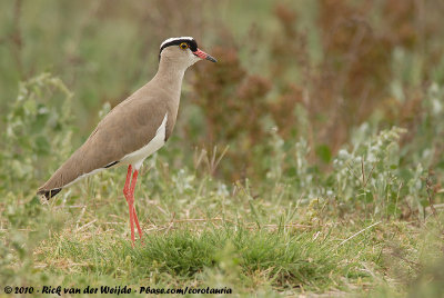 Crowned LapwingVanellus coronatus coronatus