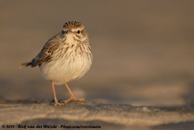 Berthelots Pipit<br><i>Anthus berthelotii berthelotii</i>