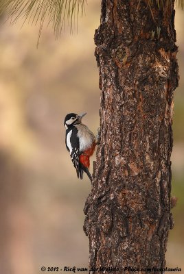 Great Spotted WoodpeckerDendrocopos major canariensis