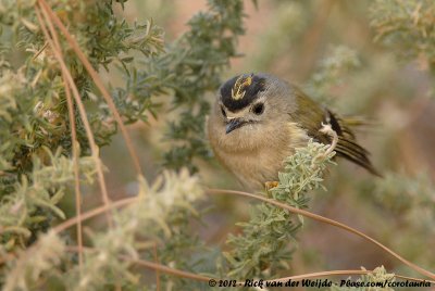 Canary Islands KingletRegulus regulus teneriffae