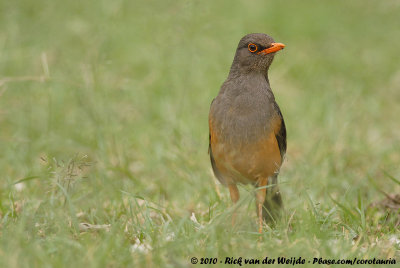 African Mountain Thrush<br><i>Turdus abyssinicus abyssinicus</i>