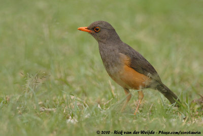 African Mountain ThrushTurdus abyssinicus abyssinicus