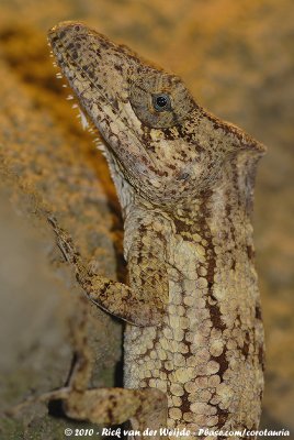 Cope's False ChameleonAnolis porcus