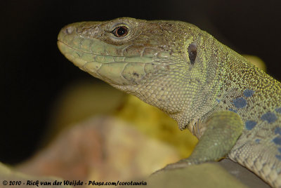 Ocellated Lizard  (Parelhagedis)