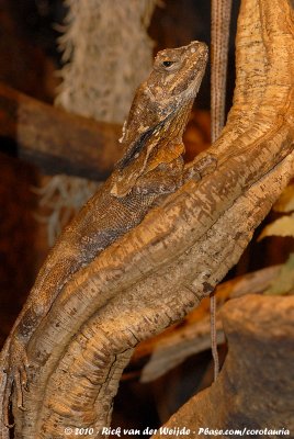Frilled LizardChlamydosaurus kingii