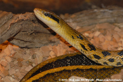 Taiwan Beauty Snake  (Taiwanese Rattenslang)