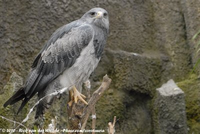 Black-Chested Buzzard-EagleGeranoaetus melanoleucus ssp.