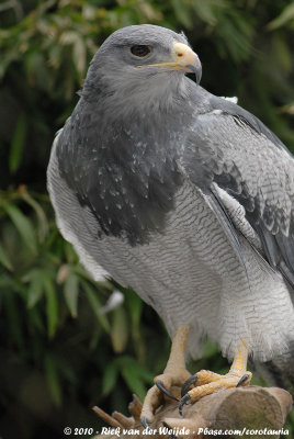 Black-Chested Buzzard-EagleGeranoaetus melanoleucus ssp.