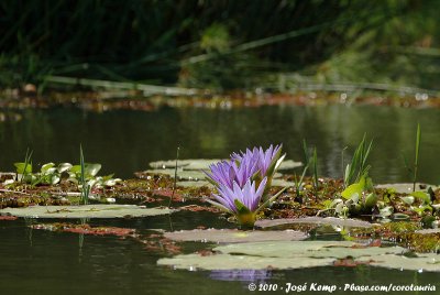 Water HyacinthEichhornia crassipes