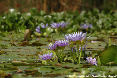 Water Hyacinth  (Waterhyacint)