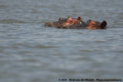 HippopotamusHippopotamus amphibius kiboko