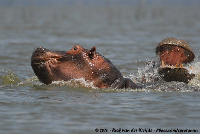Hippopotamus<br><i>Hippopotamus amphibius kiboko</i>