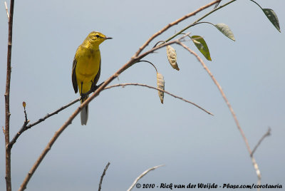 Yellow-Headed WagtailMotacilla flava lutea