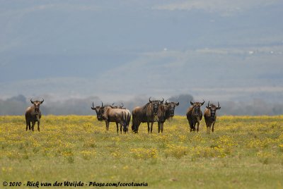 Western White-Bearded WildebeestConnochaetes taurinus mearnsi