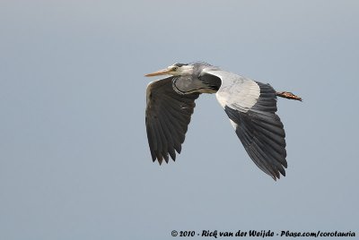 Grey HeronArdea cinerea cinerea