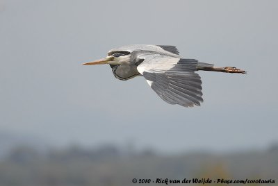 Grey HeronArdea cinerea cinerea