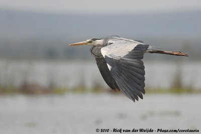 Grey HeronArdea cinerea cinerea