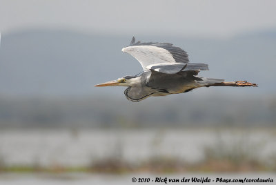 Grey HeronArdea cinerea cinerea